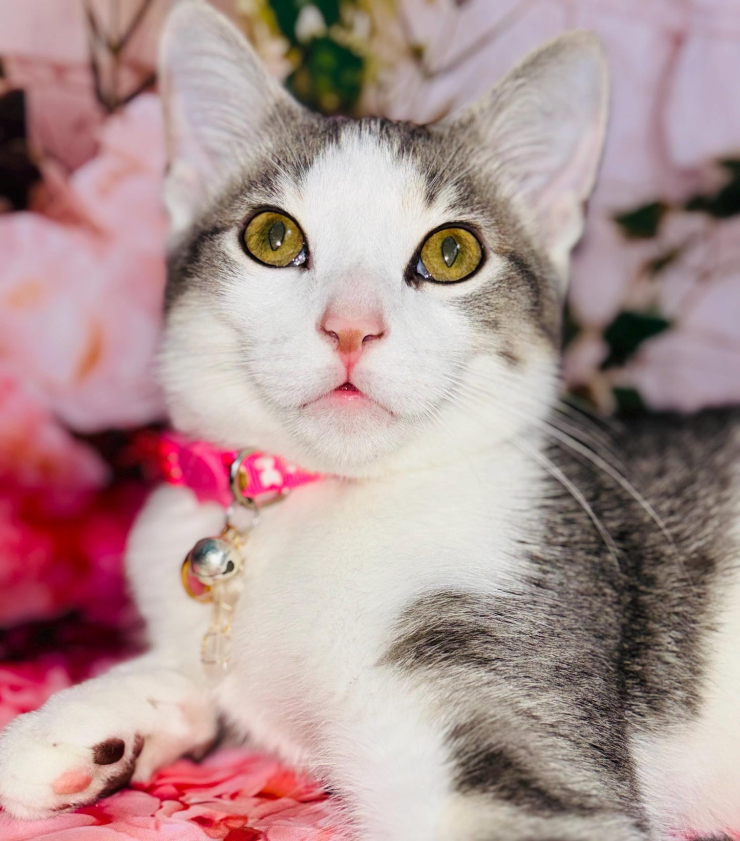 Magical Pet Collars - Protection - Positive Energy - Mindful Cat & Dog Star and Moon Collars