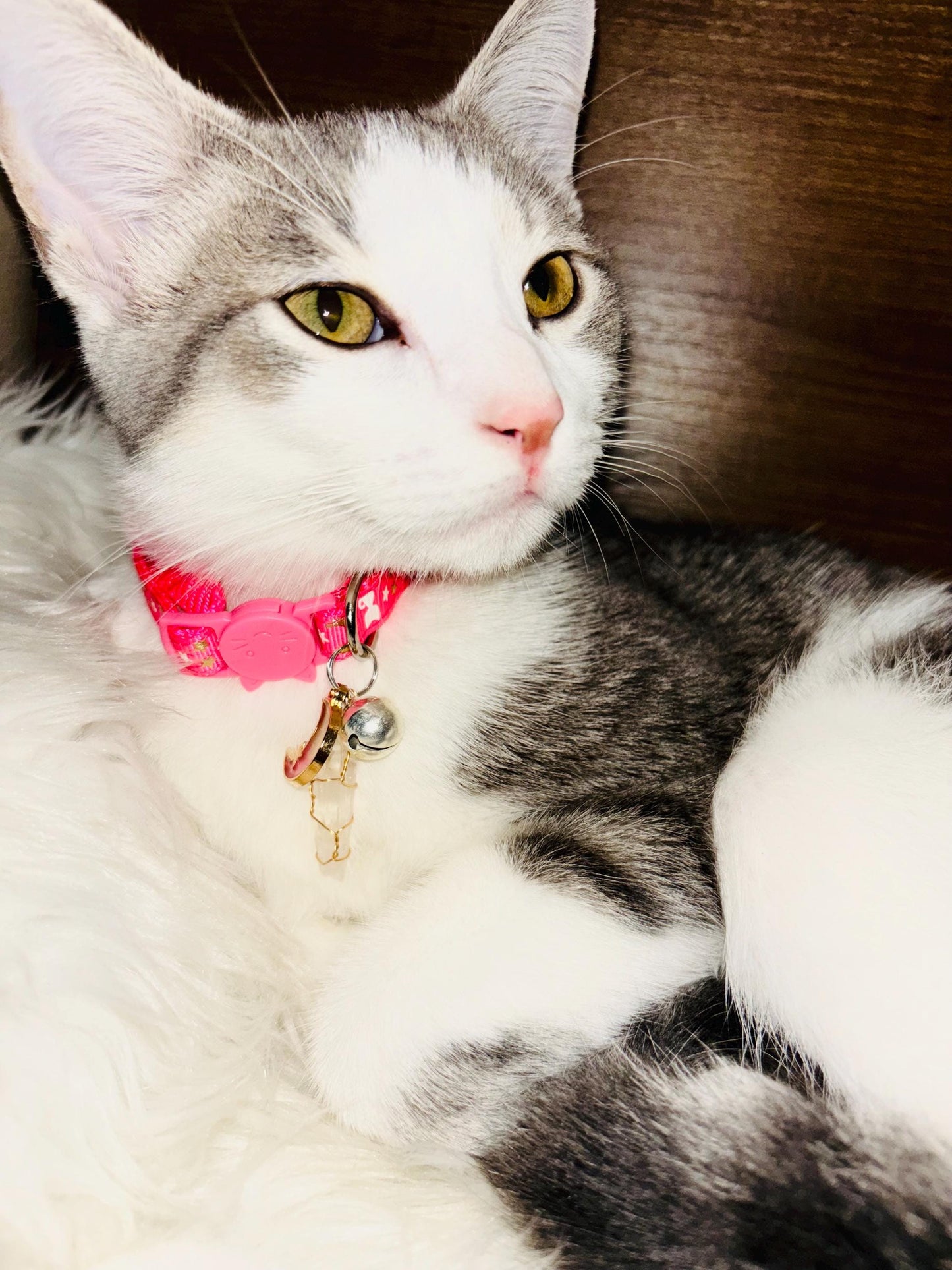 Magical Pet Collars - Protection - Positive Energy - Mindful Cat & Dog Star and Moon Collars