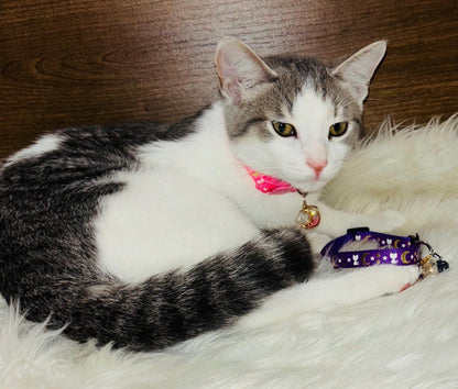 Magical Pet Collars - Protection - Positive Energy - Mindful Cat & Dog Star and Moon Collars